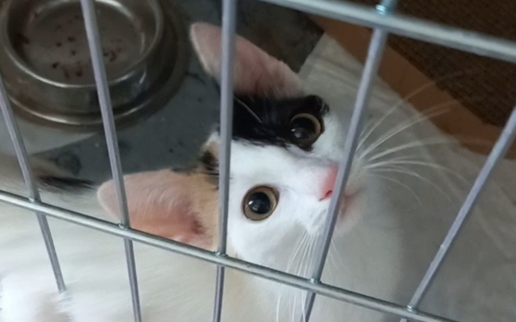 Zbiórka Kotka Avienda prosi o pomoc - zdjęcie główne
