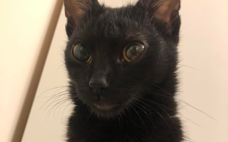 Zbiórka Leczenie Hinii - zdjęcie główne