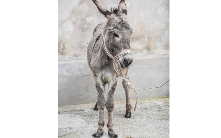 Zbiórka zbiórka na uratowanie osiołków - zdjęcie główne