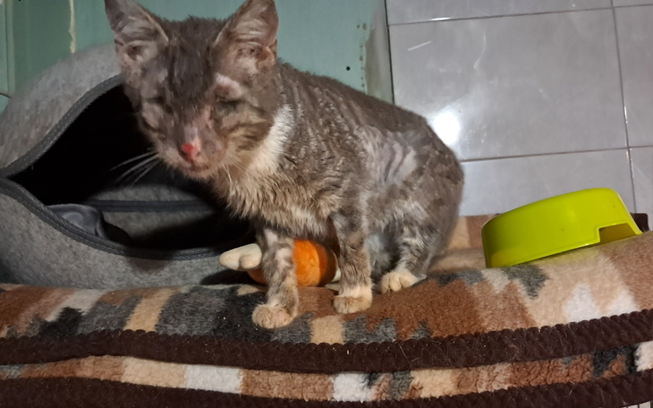 Kot z uszkodzonym nosem, siedzący na kocie w przytulnym miejscu.