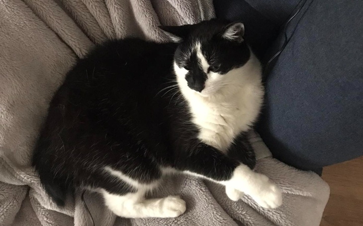 Zbiórka Na rehabilitację moje kotki - zdjęcie główne