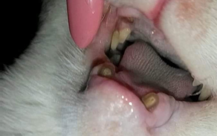 Zbiórka UsunięciePołamanychZębówFlafiemu - zdjęcie główne