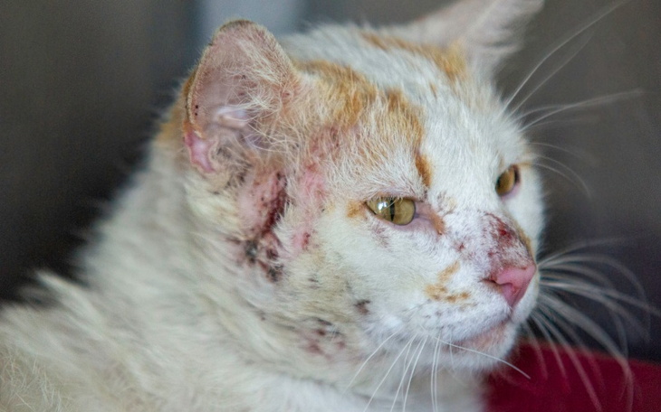 Zbiórka Cziro - zdjęcie główne