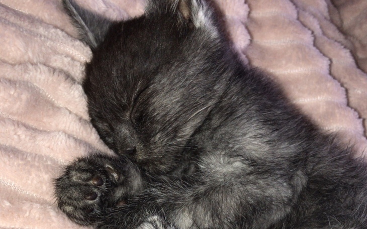 Zbiórka Porzucony kotek, leczenie - zdjęcie główne