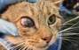 Zbiórka Leczenie Kotki z Górca - miniaturka zdjęcia