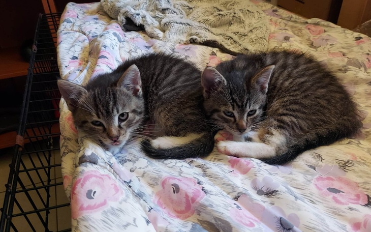 Zbiórka Na weta dla bąbelków. - zdjęcie główne