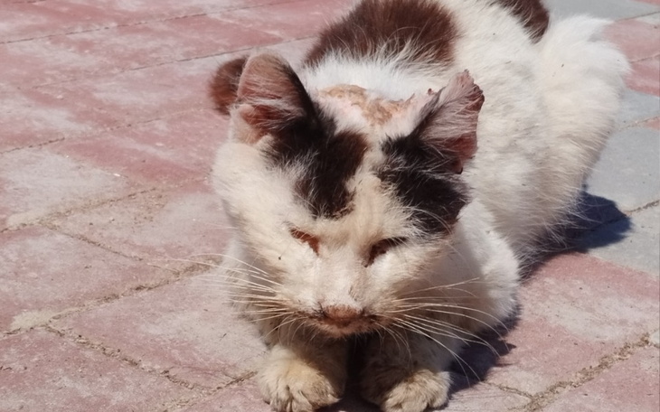 Zbiórka Zbiórka na schorowanego kotka - zdjęcie główne