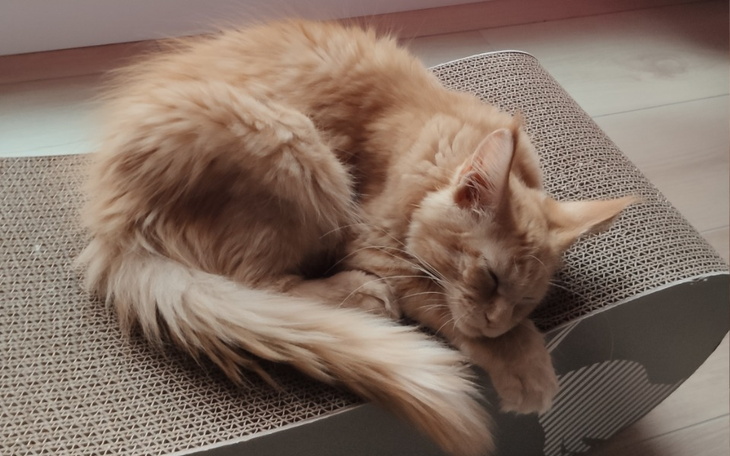 Zbiórka Perry - zakaźne zapalenie otrzew - zdjęcie główne