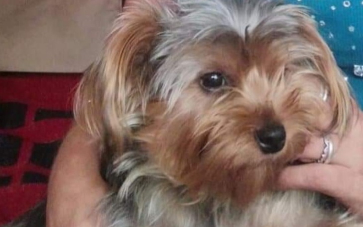 Zbiórka Pilna Pomoc Yorkowi - zdjęcie główne