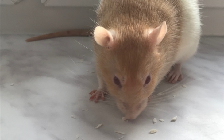 Zbiórka Operacja karmelki - zdjęcie główne