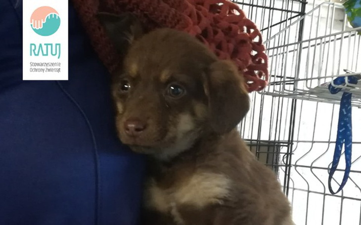 Zbiórka Uratowane przed Radysami - zdjęcie główne