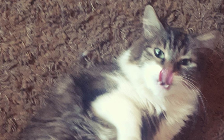 Zbiórka Na pilną sterylizację kotki. - zdjęcie główne