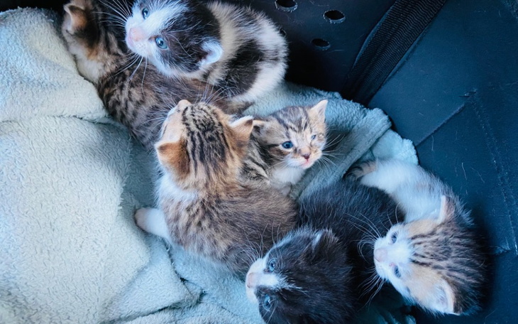 Zbiórka Maleńkie kocięta z katarem - zdjęcie główne