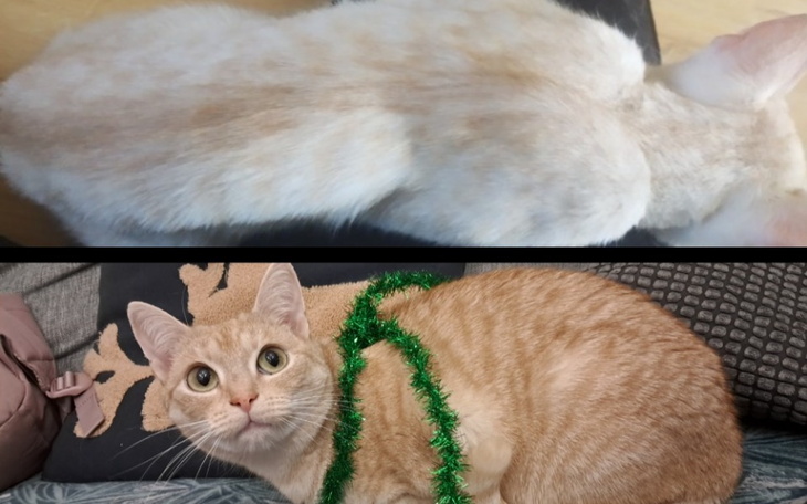 Zbiórka Aby zapobiec bezdomności. - zdjęcie główne