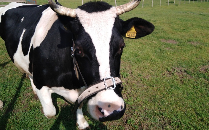 Zbiórka Nastka, krowa która lubi brykać - zdjęcie główne