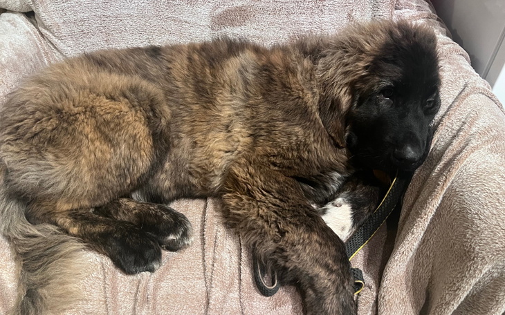 Szczeniak leży na kanapie, wygląda na zmęczonego.