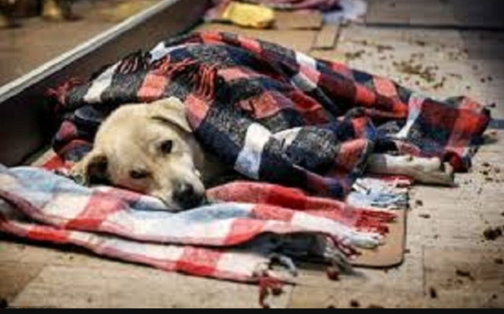 Zbiórka Bezdomne psy potrzebują pomocy - zdjęcie główne