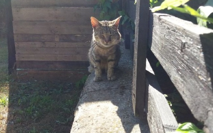 Kot odpoczywający na słońcu, siedzący na chodniku obok drewnianego ogrodzenia.