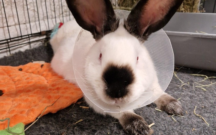 Królik w kołnierzu ochronnym, leżący na miękkim podłożu.