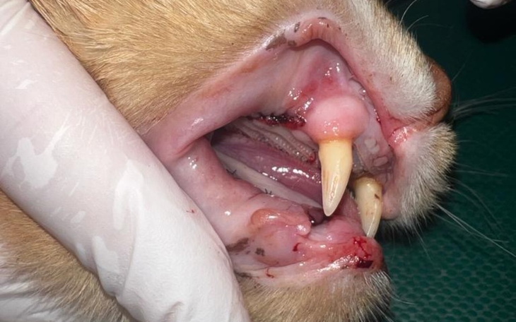 Zbiórka Ekstrakcja zębów Bongo - zdjęcie główne