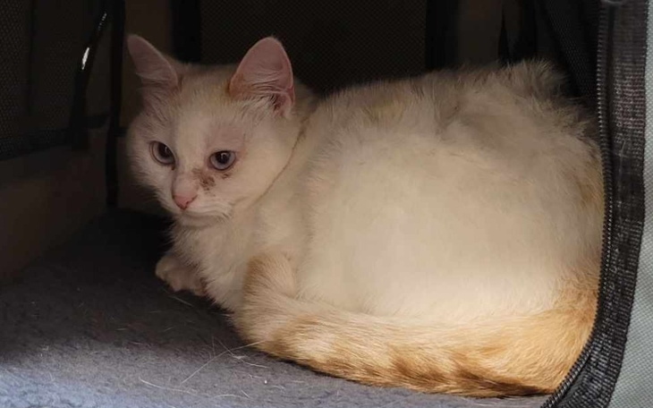 Kot leżący w kocie, z białym futrem i brązowymi łatami.