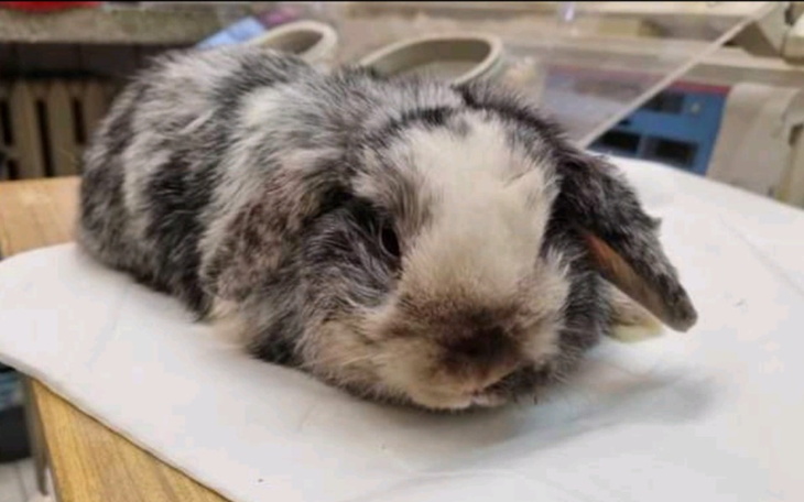 Zbiórka Pomóż Niuni wstać na łapki - zdjęcie główne