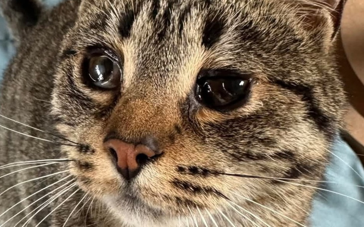 Zbliżenie na kota z wyrazistymi oczami i futrem.