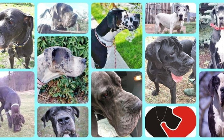 Zbiórka Adopcyjnym dogom na przeżycie - zdjęcie główne