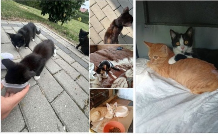 Zbiórka Pilnie Potrzebna Surowica - zdjęcie główne