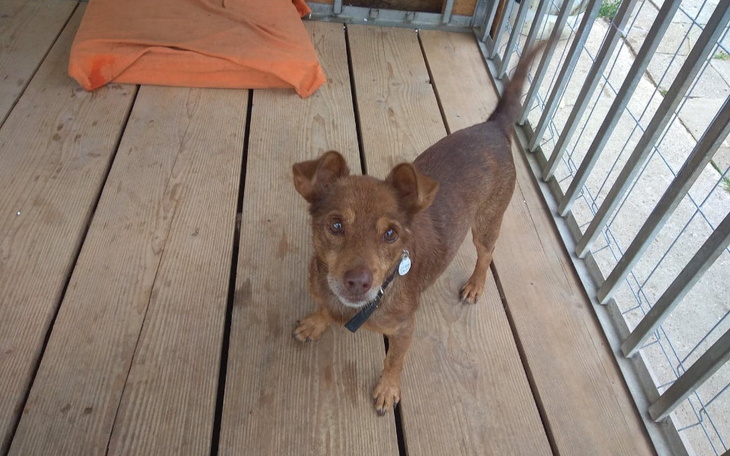 Zbiórka Na pomoc Karmiemu - zdjęcie główne