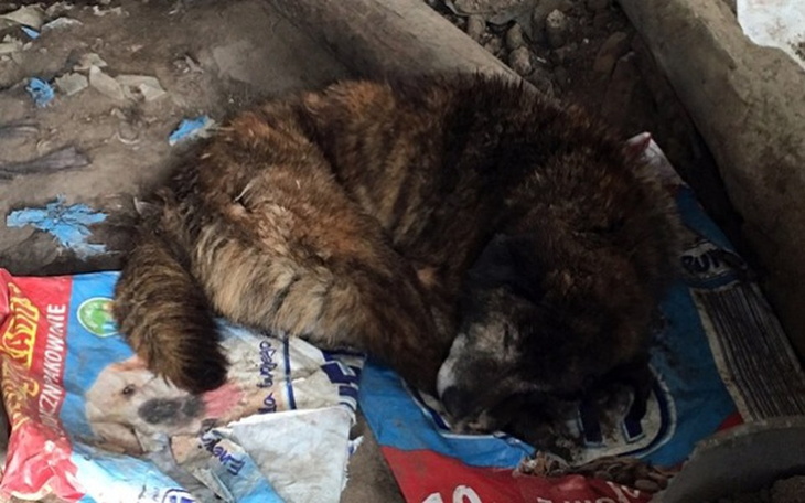 Zbiórka "Dramat psów z Jani" - zdjęcie główne