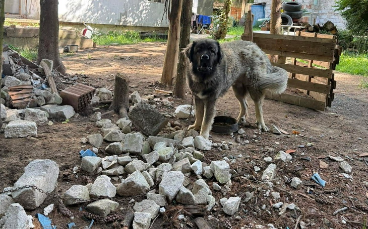 Duży pies stojący na zagródce, obok stos kamieni i gruzu, w ogrodowej scenerii.