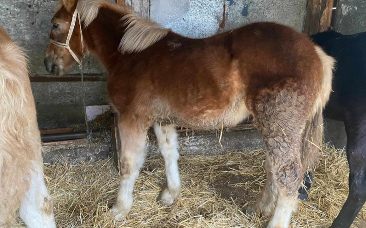 Młody koń w stajni, z brązowym futrem.