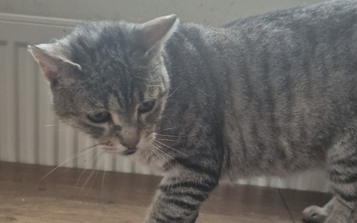 Kot w paski spacerujący po podłodze.