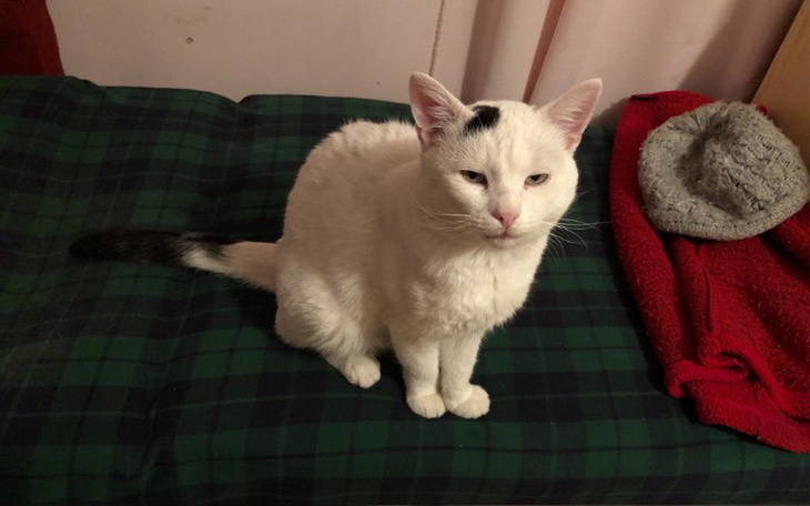 Zbiórka Dla Rysia - zdjęcie główne