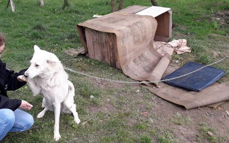 Zbiórka Szisza - uratujmy jej oko - zdjęcie główne