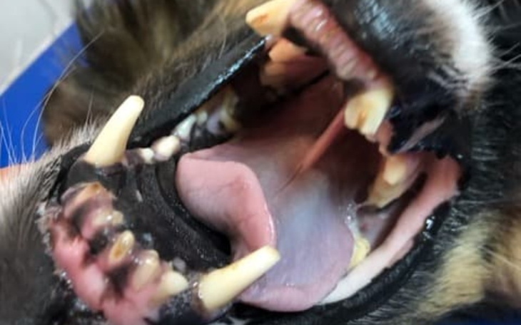 Zbiórka Porzucona z wyłamanymi zębami - zdjęcie główne