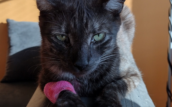 Zbiórka Pomoc na leczenie Grafita - zdjęcie główne