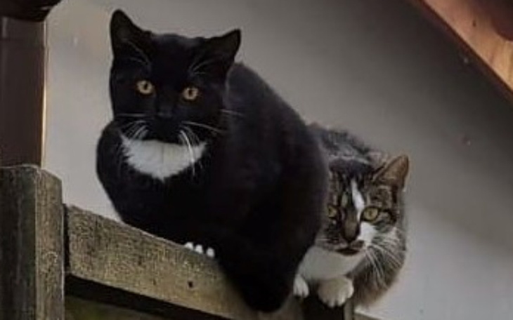 Zbiórka Dach nad kocimi głowami - zdjęcie główne