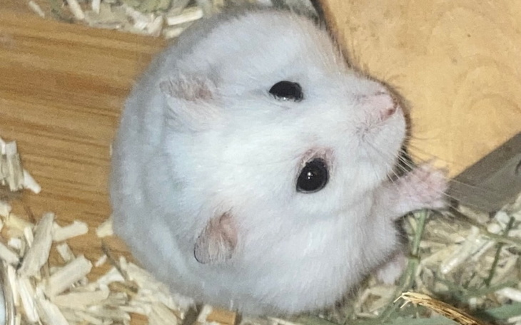 Zbiórka Pomóż mojemu przyjacielowi - zdjęcie główne