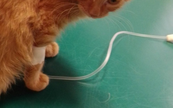 Zbiórka Leczenie,karma ,schronienie dla - zdjęcie główne