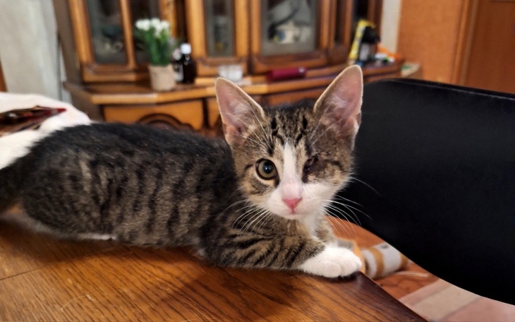 Kotek leżący na stole, z jednym okiem zamkniętym.