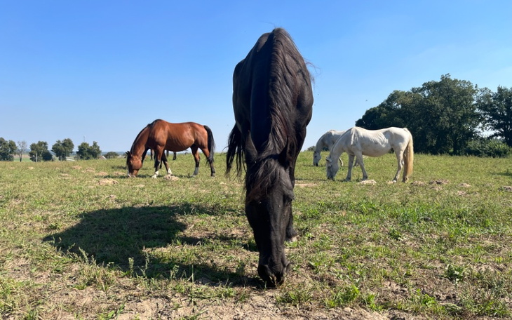 Grupa koni pasących się na zielonej łące.