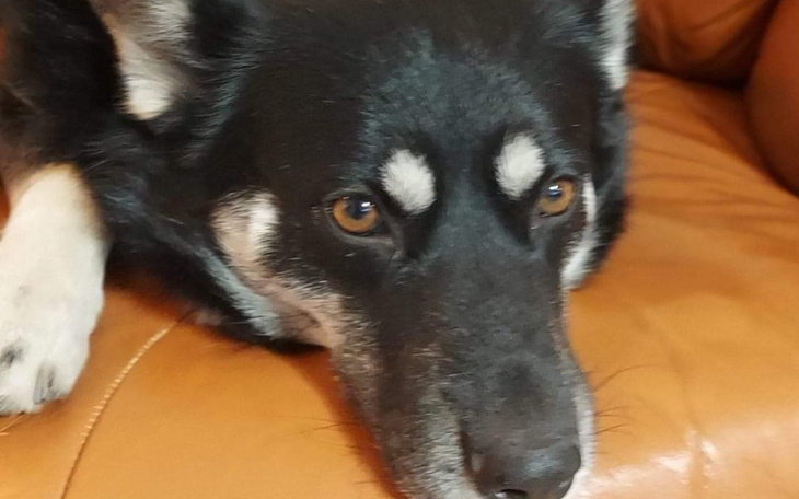 Czarny pies leżący na pomarańczowej kanapie.