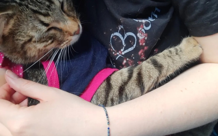 Zbiórka Rekonwalescencja Simby - zdjęcie główne