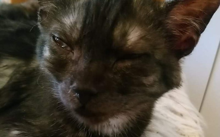 Zbiórka Bez surowicy umrą wszystkie - zdjęcie główne