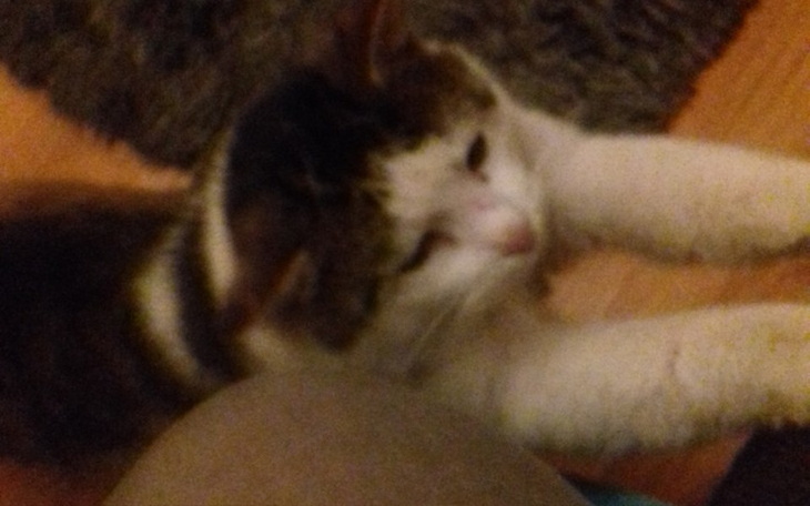 Zbiórka pokarm dla zwierząt - zdjęcie główne