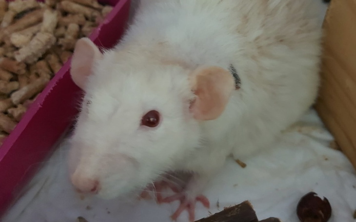 Zbiórka Bakuś, Stefan i Robercik 2 - zdjęcie główne