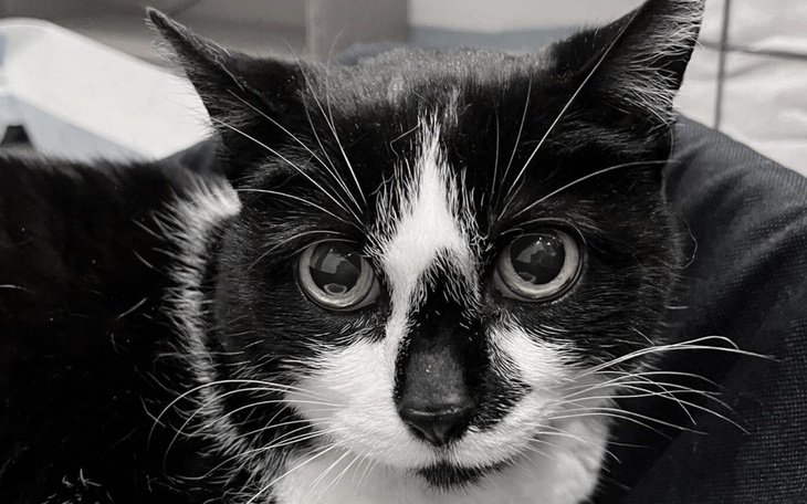 Czarny kot z dużymi oczami, leży w koszyku.