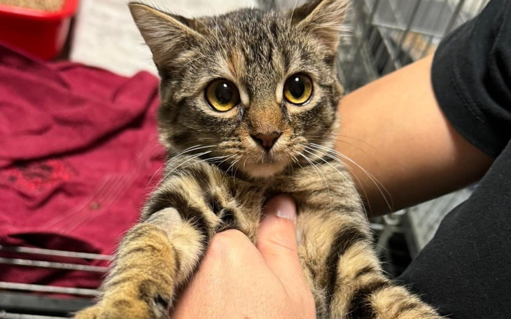 Zbiórka Zbieramy na testy - zdjęcie główne